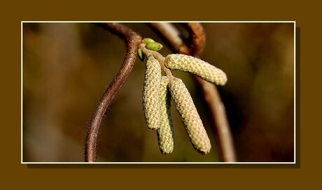 Februari lente 2007