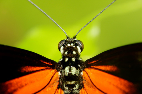 Monarchvlinder - Danaus plexippus (Macro)