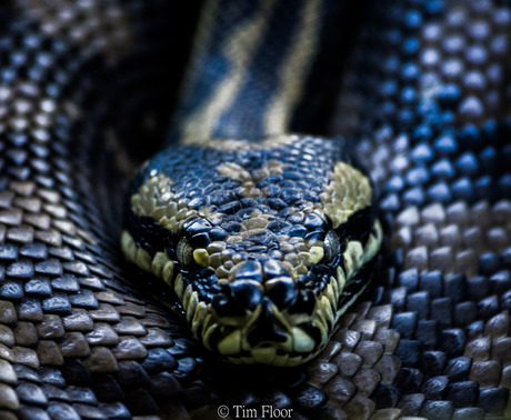 Jungle carpet python