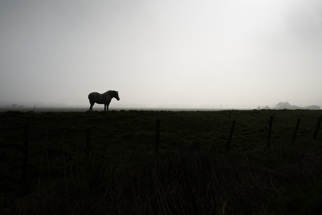 Eenzaam paard