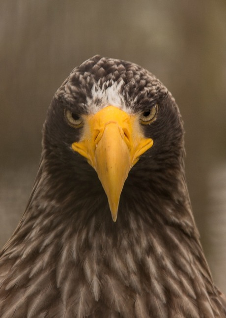 Stellar sea eagle looking angry