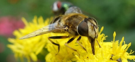 Etende zweefvlieg op bloem