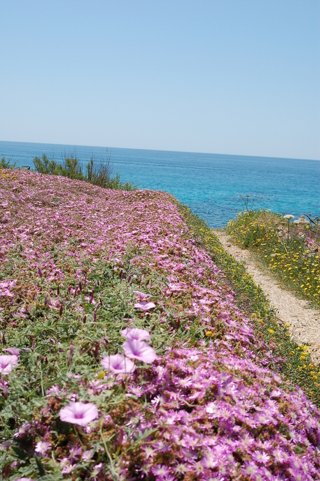 Fleurig Sardinie