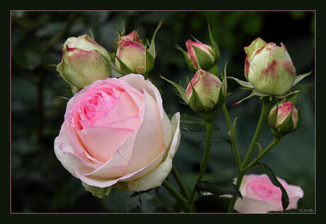 roze rozen