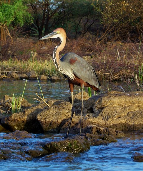 giant heron