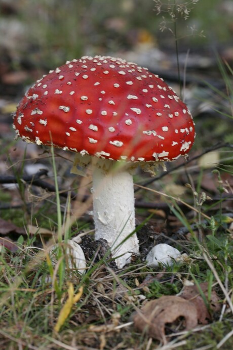 rood met witte stippen