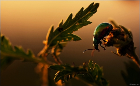 Heading for the golden light !