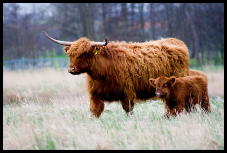 Schotse Hooglanders