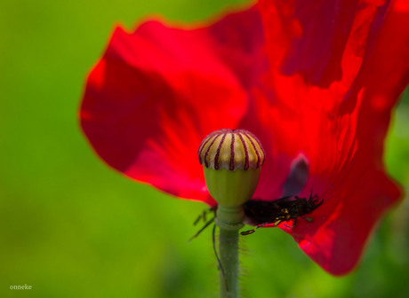 Papaver......
