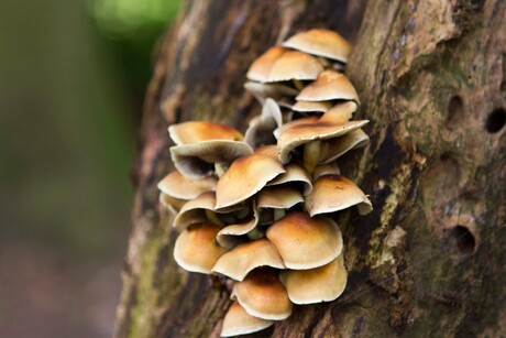 Paddestoelen