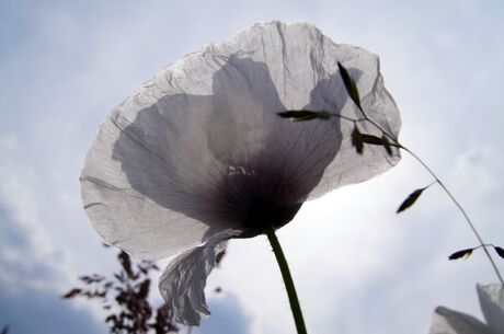 Witte klaproos in de avondzon