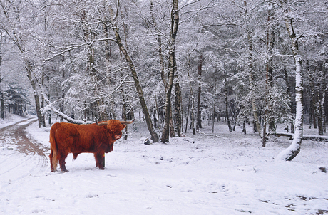 Schotse Hooglander in sneeuw