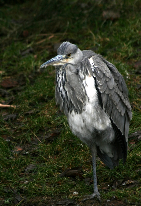 eindelijk een blauwe reiger