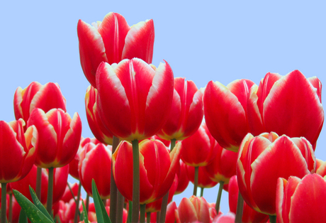 Tulpenwoud