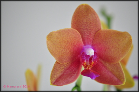 Orchidee