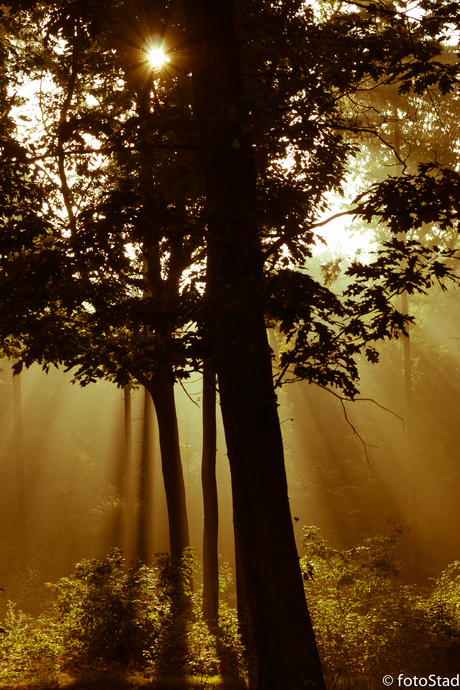 misty morning