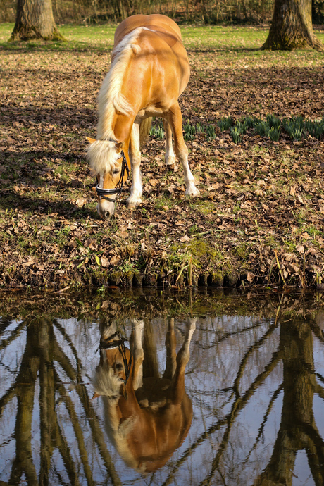 Reflectie van paard in het water