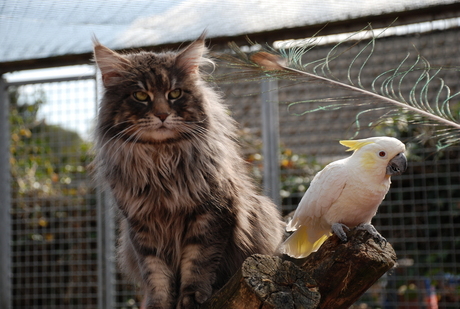 Maine Coon & kaketoe