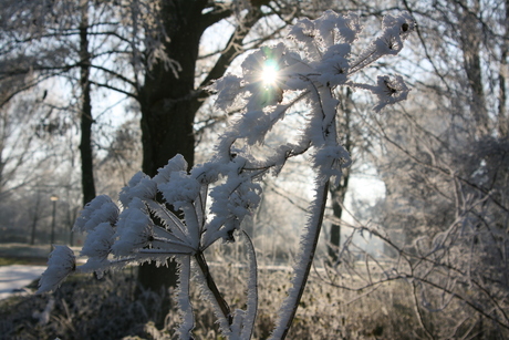 Winter in het park