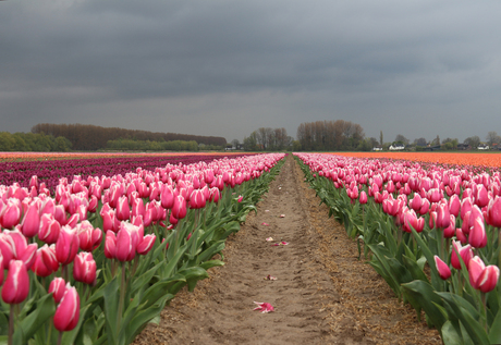 Tulpenvelden