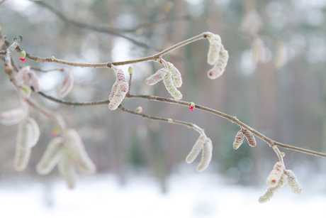 Winterwit met een beetje rood