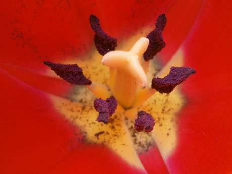 Hart van een rode tulp