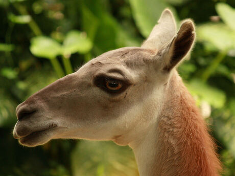 Singapore Zoo 2009