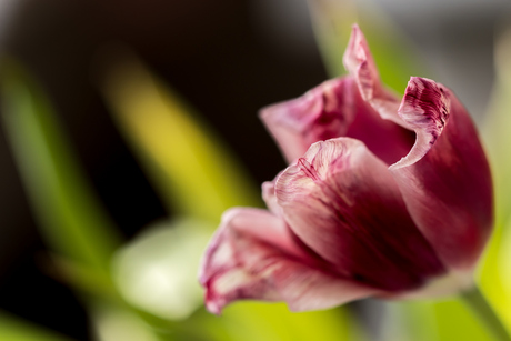 Verwelkte bloemenpracht