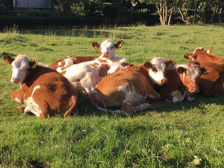 Cows in rest