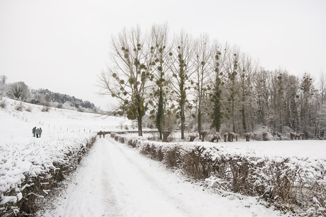 Maretak en sneeuw in kleur
