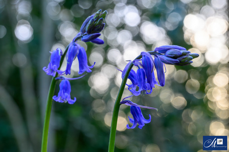 Blue Bells