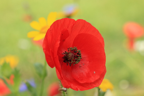 Irish poppy