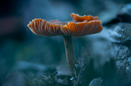 Lichtpuntje in de duisternis 