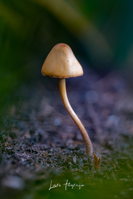 De eerste paddenstoelen laten zich alweer zien