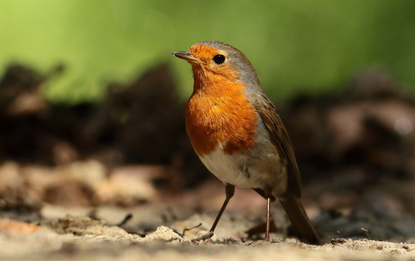 roodborst voor de lens