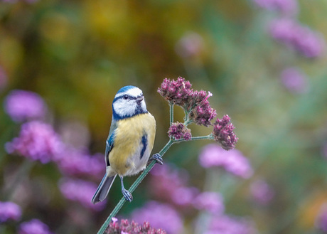 Eigenwijs zwiepend op het verbena steeltje.