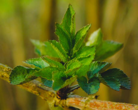Voorbode van de Lente