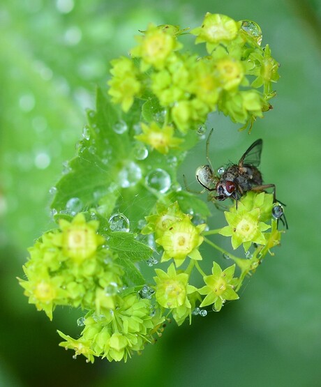 Deze vlieg had dorst maar de spin was bloeddorstig.