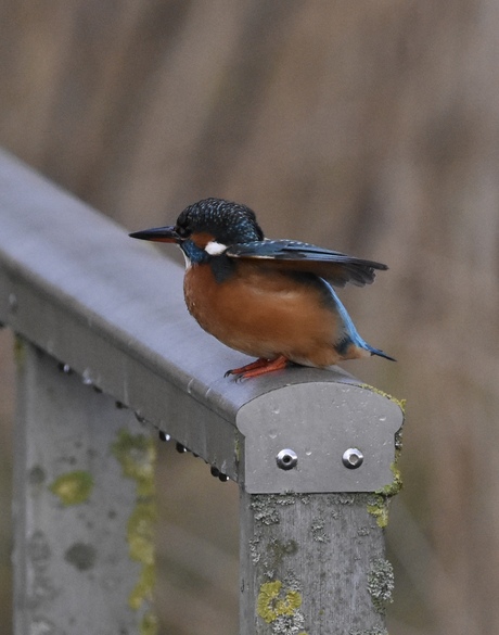 Ijsvogel klaar voor vertrek