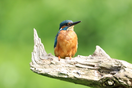 Ijsvogel