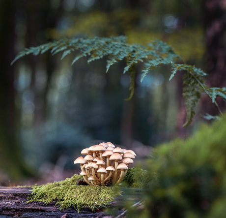 Een bosje paddenstoelen