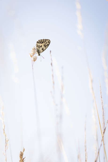 Marbled White