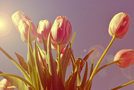 Tulpen in de zon