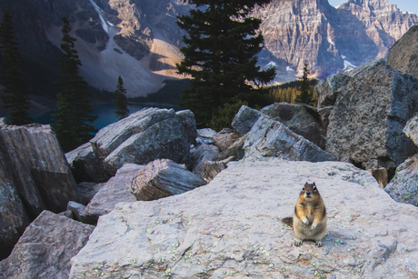 Chipmunk 
