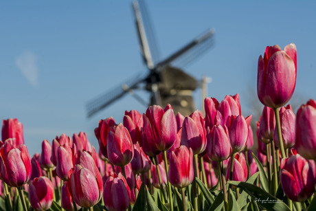 Lekker Hollands