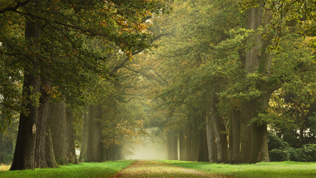 Grote bomen