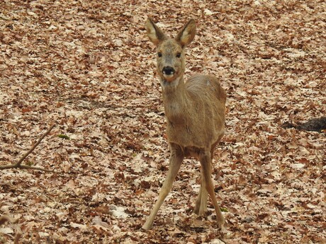 Leuk u gezien te hebben.