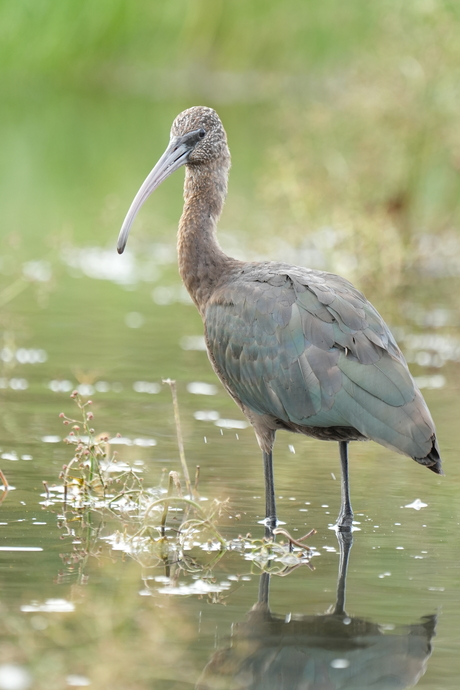 Zwarte ibis