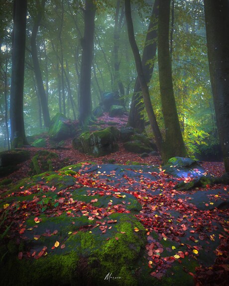 Herfst plaatje