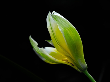 Tulip